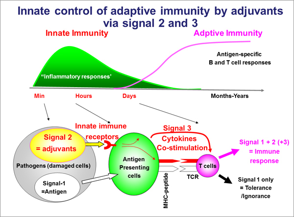 Adjuvant Database Project/About